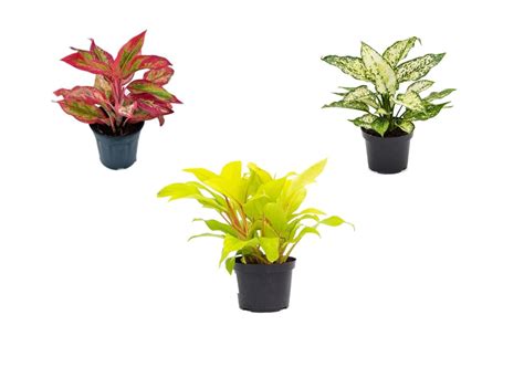 UGALOO Air Purifying Plant Combo Of Indoor House Plants In Grower Pots ...
