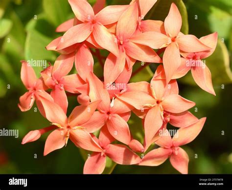 Jungle geranium Ixora coccinea closeup on orange coloured flowers Stock ...