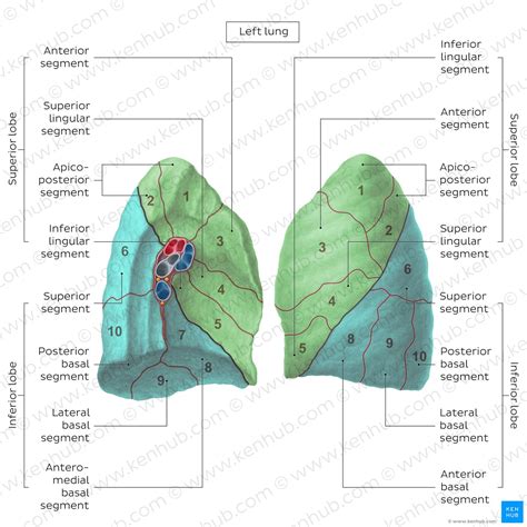 Lung: Anatomy, blood supply, innervation, functions | Kenhub