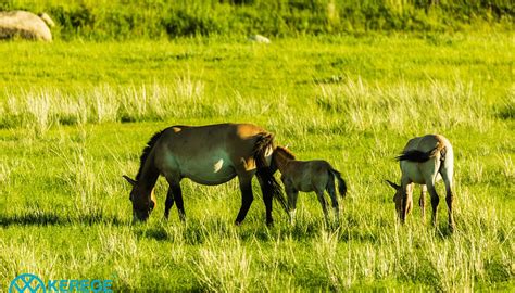 HUSTAI NATIONAL PARK (2026) All You Need to Know BEFORE You Go (with ...