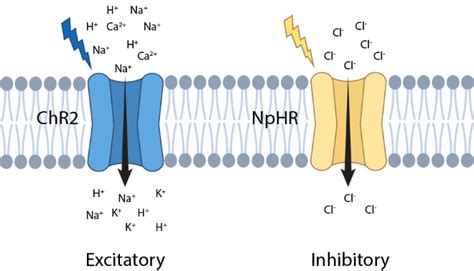 Manipulating the brain with light: overview of optogenetics — Teletype