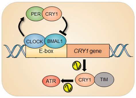 Circadian Rhythm of NER and ATR Pathways