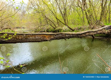 Funnel Vision Tree Fall 的图像结果