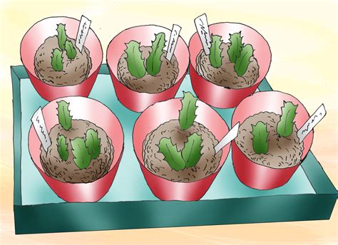 How To Care For Indoor Christmas Cactus at Christoper Prince blog