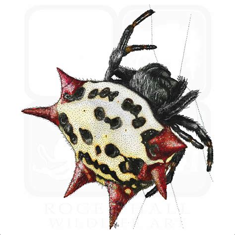 Spiny-Backed Orb Weaver Spider - Signed Fine Art Print