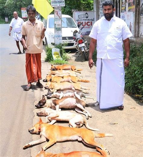 Disgusting: Kerala Protesters Kill Stray Dogs, Parade Them On Poles In ...