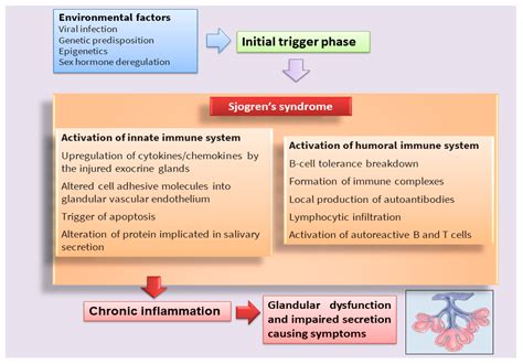 Sjögren’s Syndrome Pathogenic Molecular Pathways | Encyclopedia MDPI