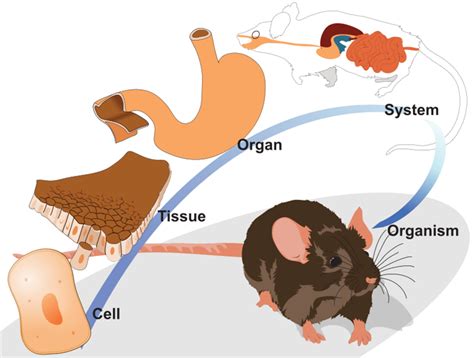 What are life processes? — lesson. Science CBSE, Class 10.