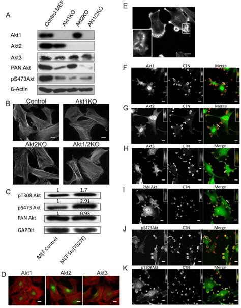 The Roles of Akt Isoforms in the Regulation of Podosome Formation in ...