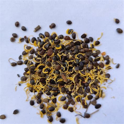 Acacia Yellow Flower Seeds | Flower Tree Seeds
