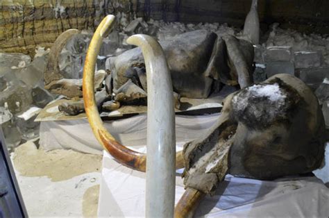 西伯利亚发现冰冻万年狮子尸体 保存完整极为罕见-国际在线