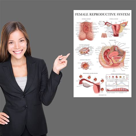 Buy Laminated Female Reproductive System Anatomical Chart - Female ...