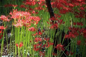 Image result for Red Spider Lily Crochet