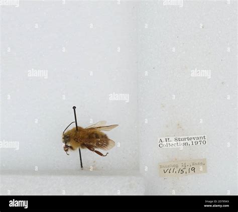 Naushon Island, Dukes, Massachusetts, United States, Bombus sp ...