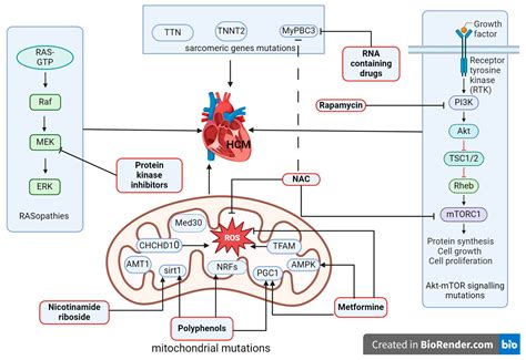 Combined Pharmacological Modulation of Translational and ...