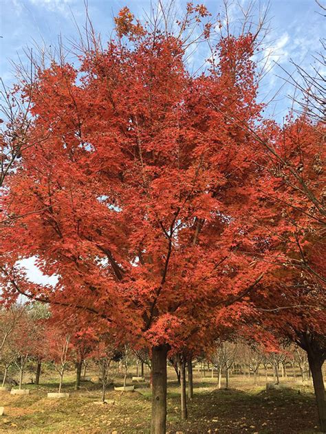 枫叶,槭树,秋季高清图库素材免费下载(图片编号:7131684)-六图网