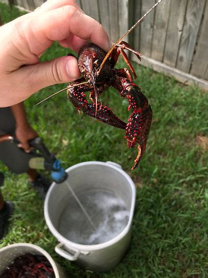 Image result for Craw Fish Graph