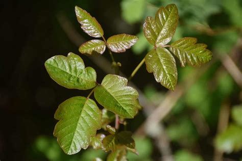 Poison Oak vs Poison Ivy: Difference and Comparison