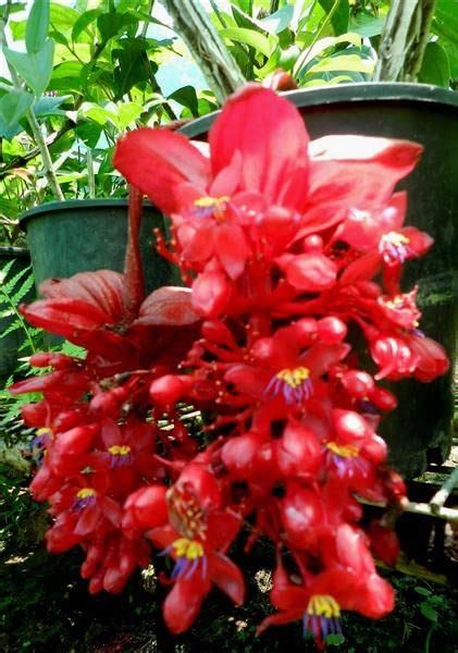 ROYAL LAND Medinilla Magnifica Showy Asian Grapes Crimson medinilla ...