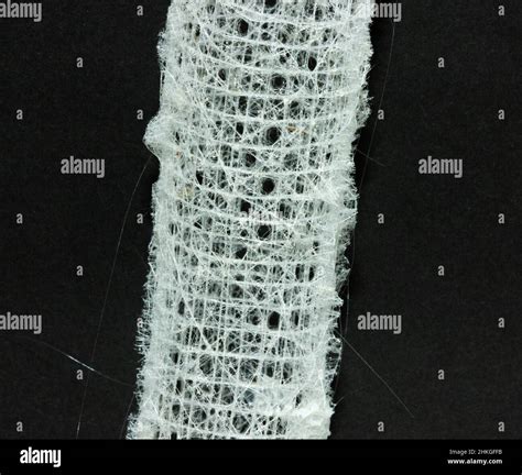 The Glass Sponge, or Venus Flower Basket makes a delicate but rigid ...