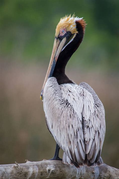 Brown Pelican (Pelecanus occidentalis) — ABNC