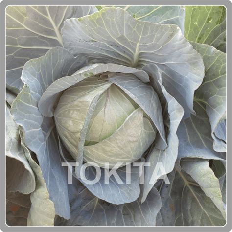 Cabbage | TIPL