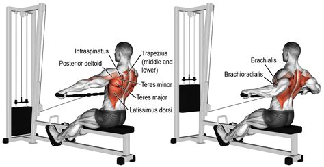 Image result for Cable Row Muscles
