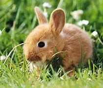 Image result for Bunny in Flowers Wallpaper