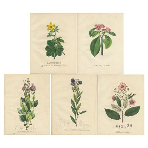 Set of 6 Antique Botanical Prints of the Petrea Volubilis and others ...
