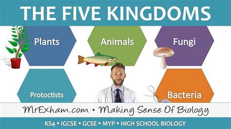 Image result for Five Kingdoms of Life Examples