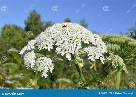 Poisonous Plant Cow Parsnip Sosnowski. Cow Parsnip Blooms in Summer ...
