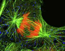 Image result for Anaphase Cell