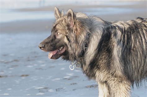 American Alsatian against the sea photo | American alsatian, Alsatian ...