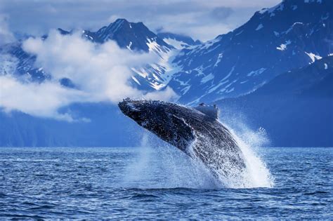 Humpback Whale Breaching