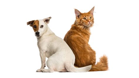 [100+] Cat And Dog Wallpapers | Wallpapers.com