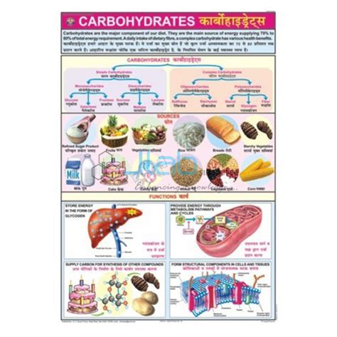 Carbohydrates Chart India, Carbohydrates Chart Manufacturer ...