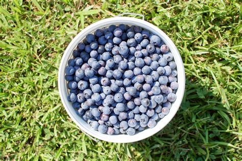 Blueberry Nutrition: It’s Picking Season Somewhere! – Building Our Rez