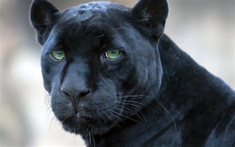 Jungle Book Panther