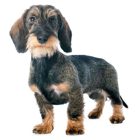 Miniatyr Dachs Wirehaired Standard Wire Haired Dachshund Dog Our