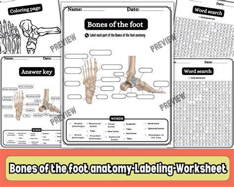 Bones of the Foot Worksheet | Labeling Diagram | Word Search | Coloring ...