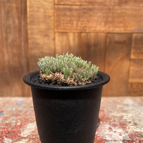 Avonia quinaria【アボニア・クイナリア】 | RIMO'S GREEN 【Saboten & Succulent】