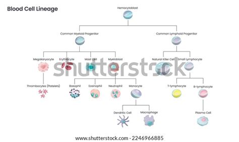 Image result for Blood Cell Lineage Chart