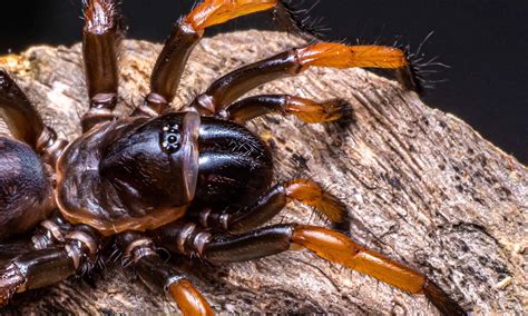 Discover 5 Brown Spiders In North Carolina - A-Z Animals