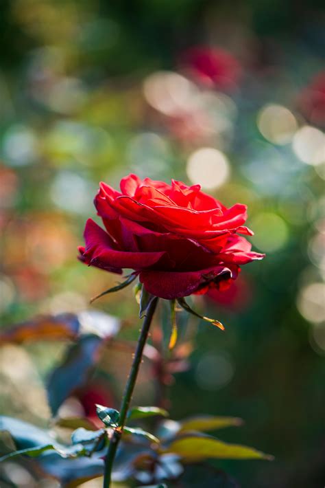 Red Flower of Red Shrub · Free Stock Photo