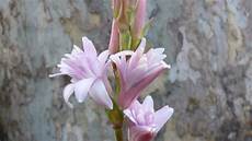tuberose fiori tuberose colorate italian botanical trips tuberose fiori tuberose colorate italian botanical trips