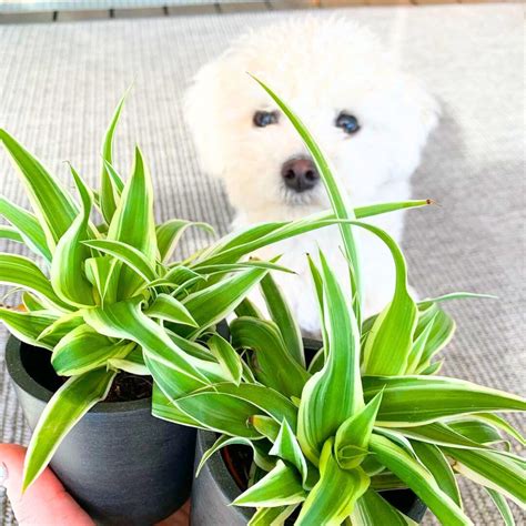 Are Toxic To Dogs Spider Plants Safe For Your Pet?