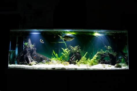 Effect of Cool White VS Plant and Aquarium | Science Fair Project Ideas