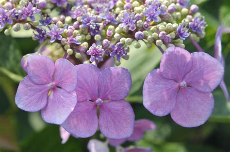 Hydrangea Bush