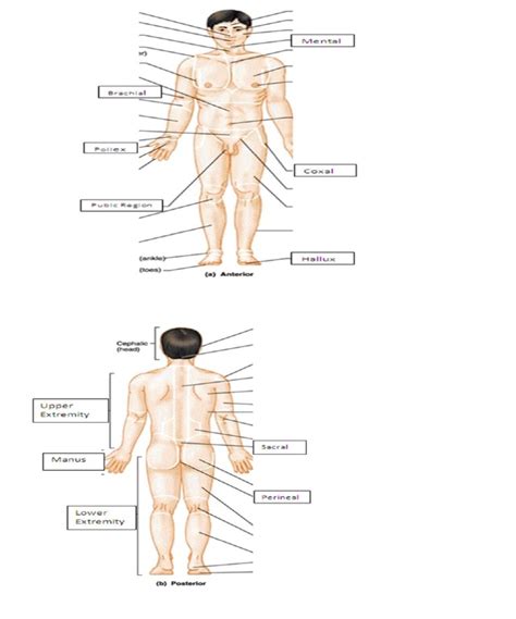 Image result for Anatomical Position Explained