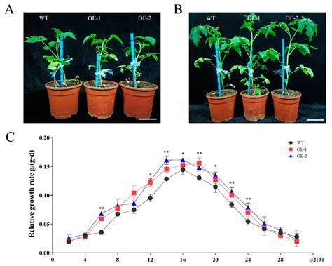 Saussurea involucrata SiLEA5 Enhances Tolerance to Drought Stress in ...